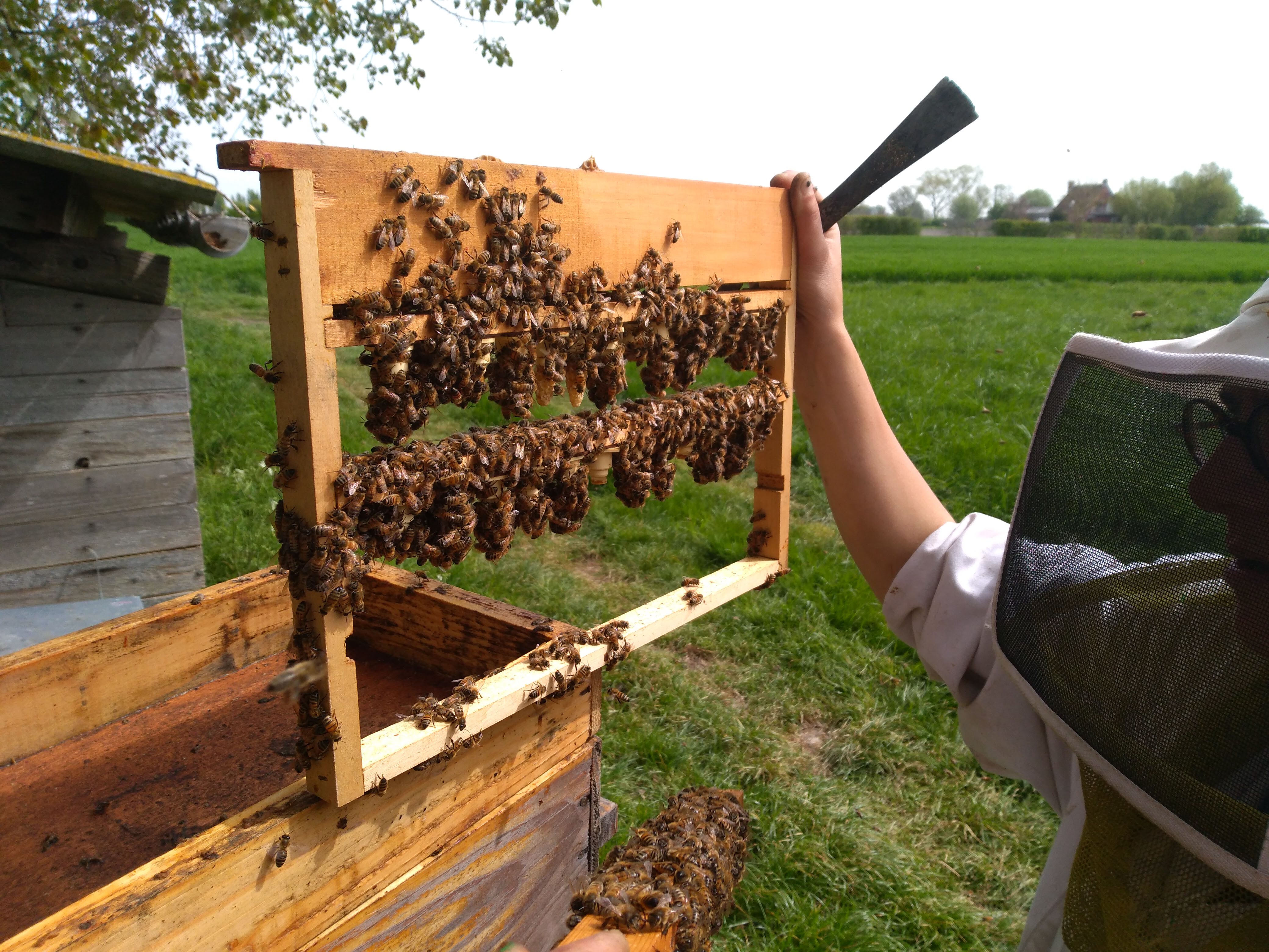 Le miel bio : est-ce vraiment écolo ? Nos apiculteurs répondent -  HAPPYCULTEUR