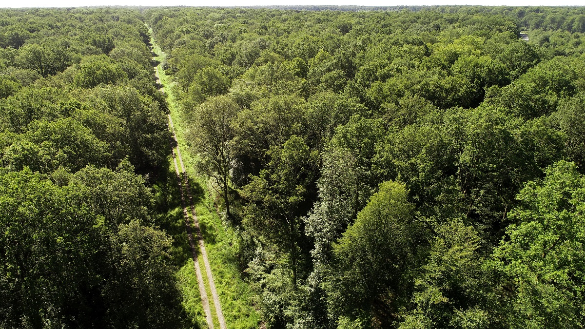 Vue aérienne d'une piste traversant un massif forestier.